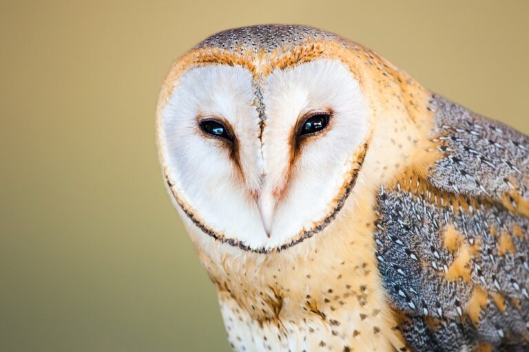 barn-owl-featured