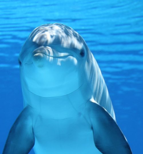 dolphin