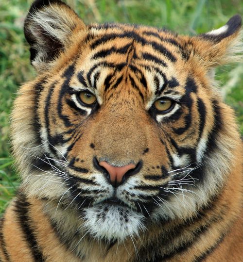 tiger-g287338561_1280